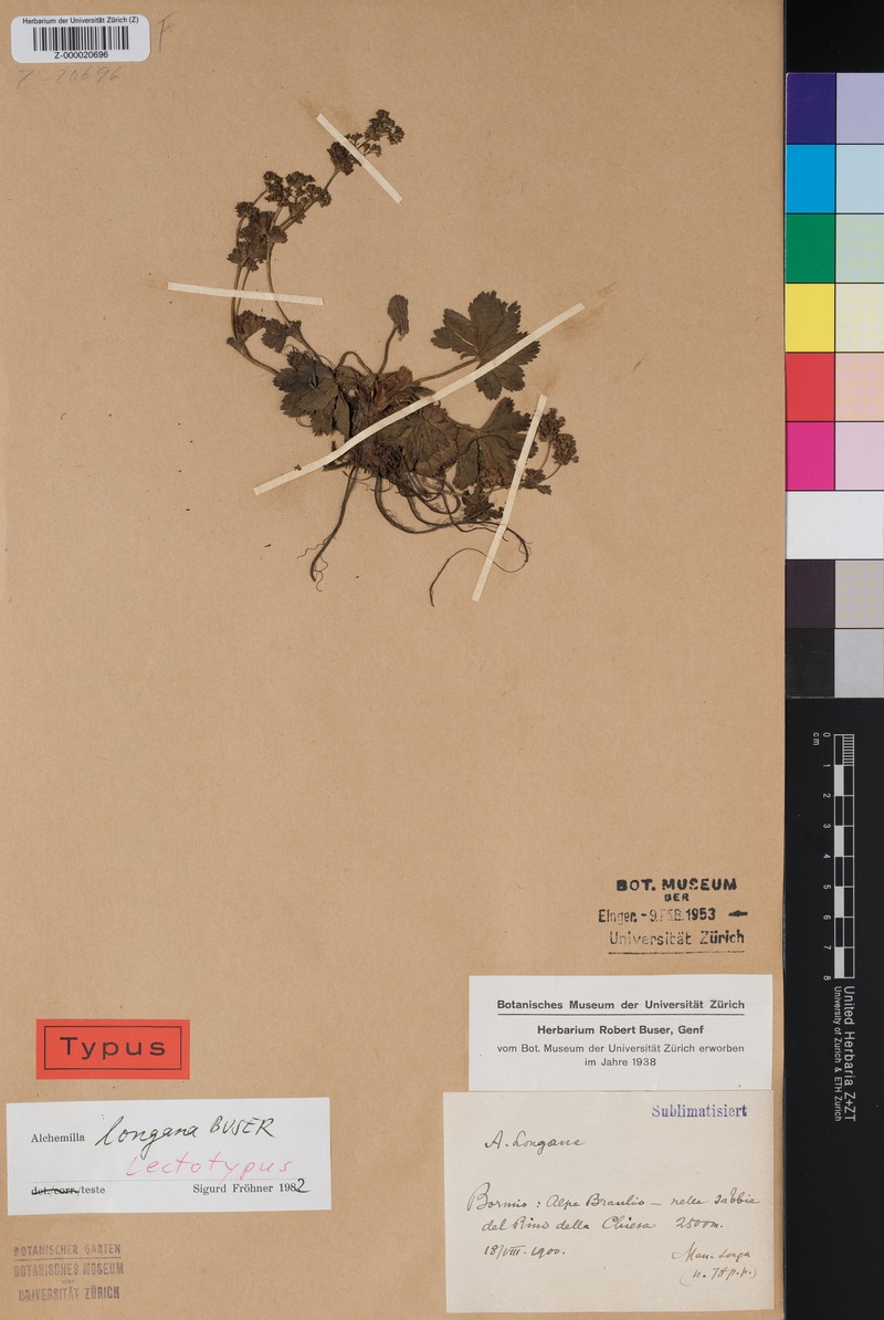 Alchemilla longana photo 2