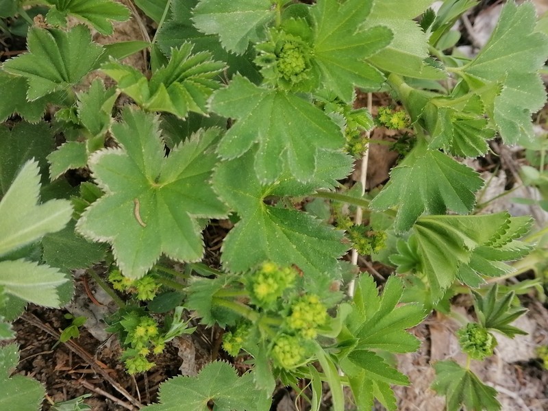 Alchemilla longipes