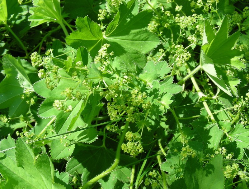 Alchemilla longipes photo 2