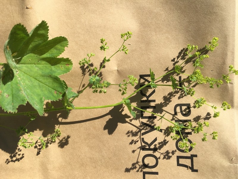 Alchemilla longipes photo 3