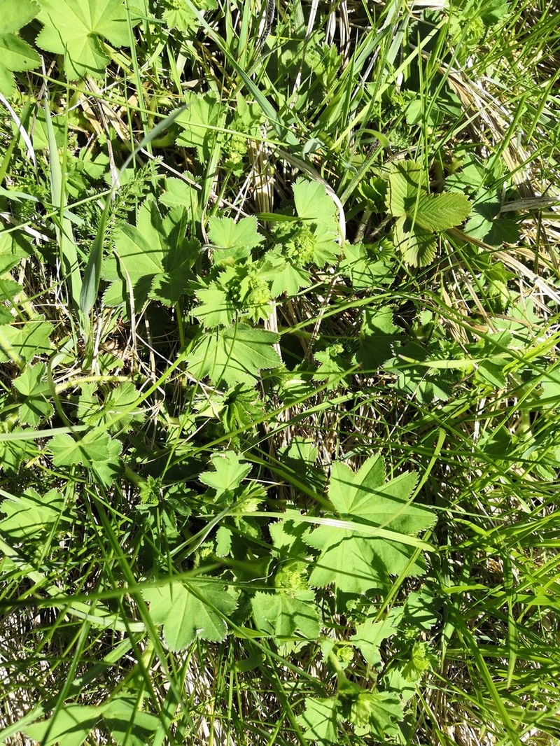 Alchemilla longipes photo 4