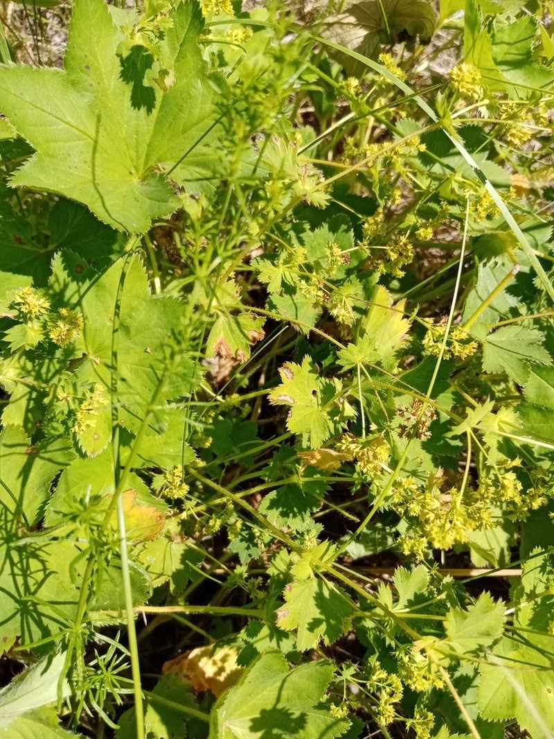 Alchemilla longipes photo 5