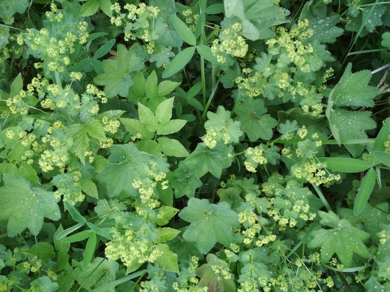 Alchemilla longipes photo 6