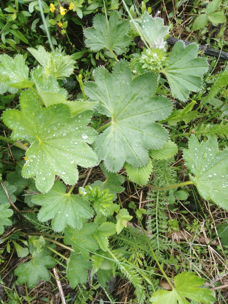 Alchemilla longipes photo 7