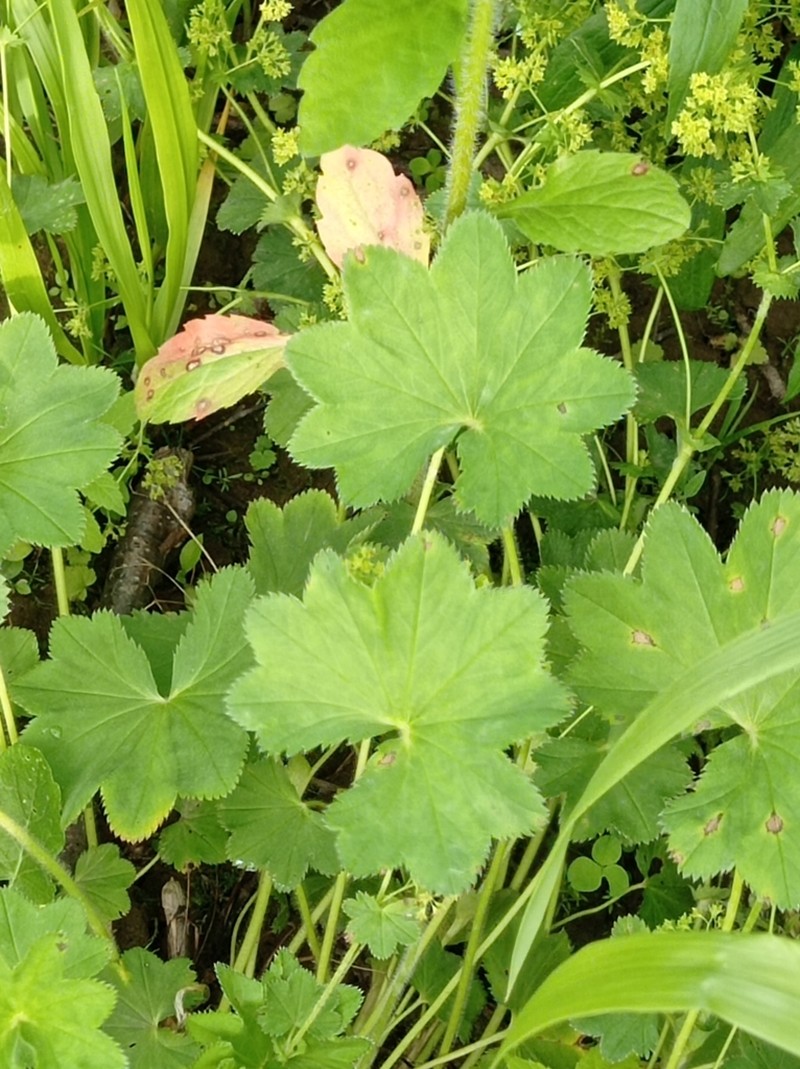 Alchemilla longipes photo 8