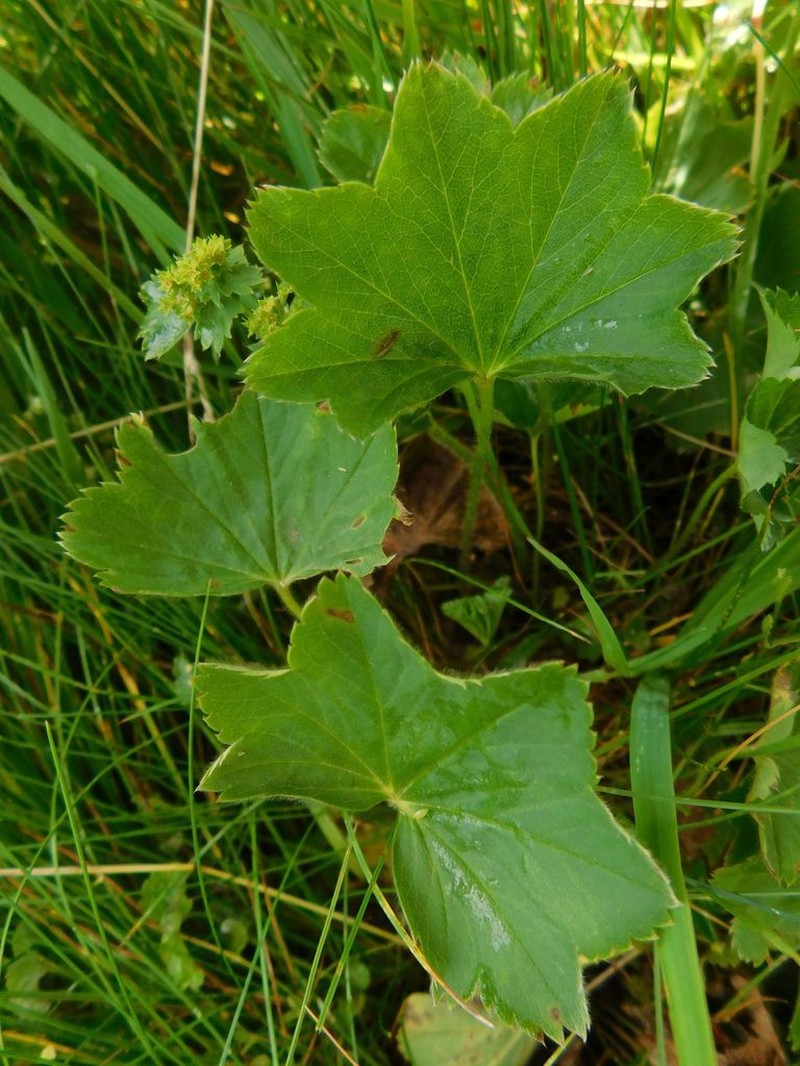 Alchemilla lunaria
