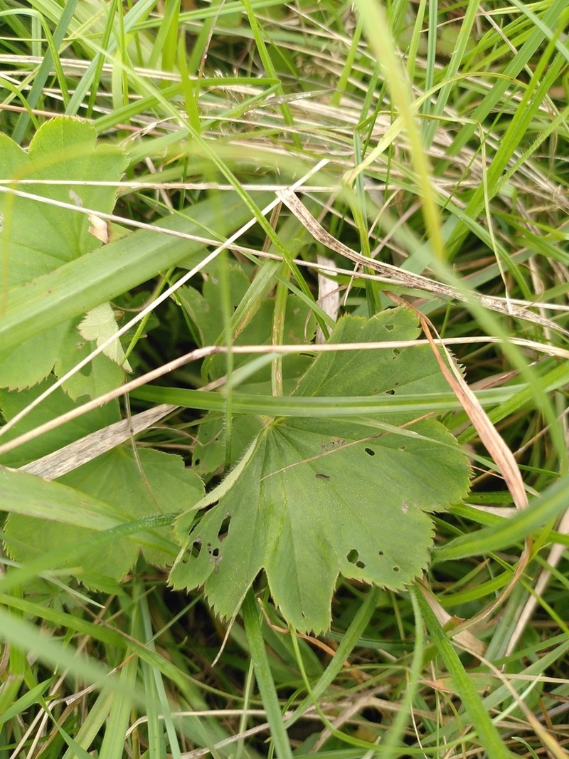 Alchemilla lunaria photo 2