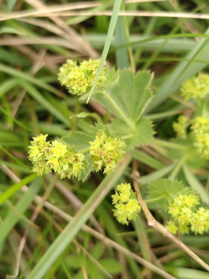 Alchemilla lunaria photo 3
