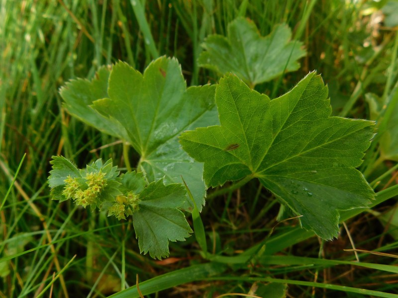 Alchemilla lunaria photo 4