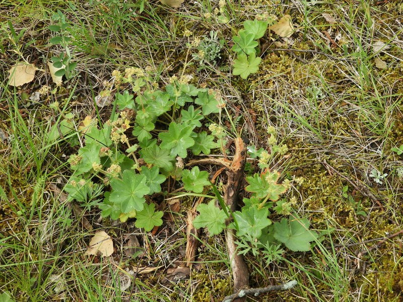 Alchemilla lydiae