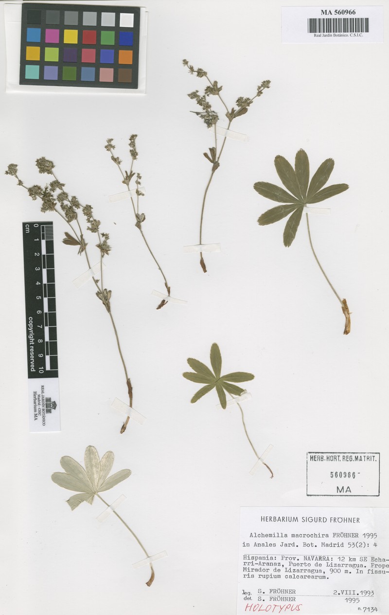 Alchemilla macrochira