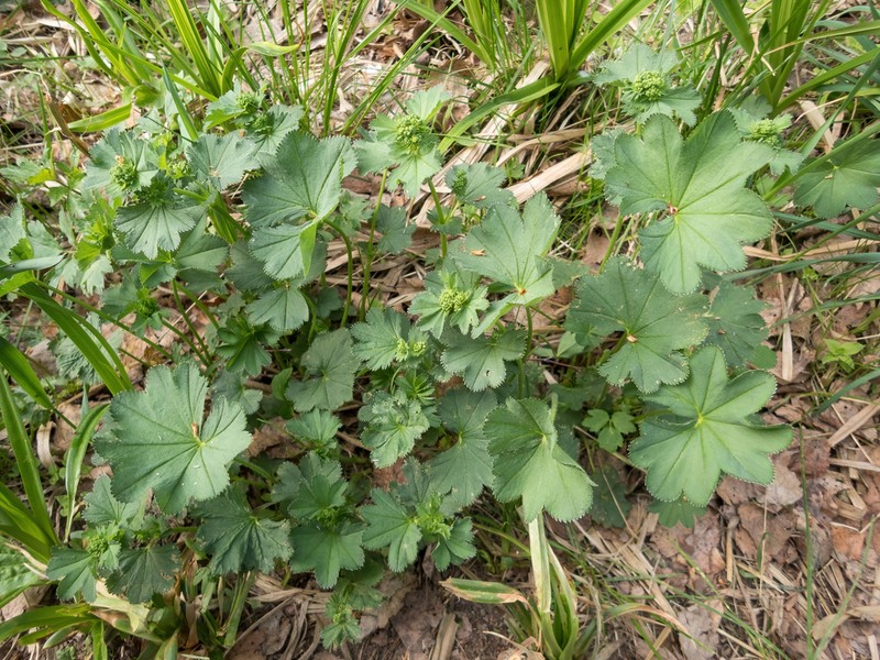 Alchemilla macroclada