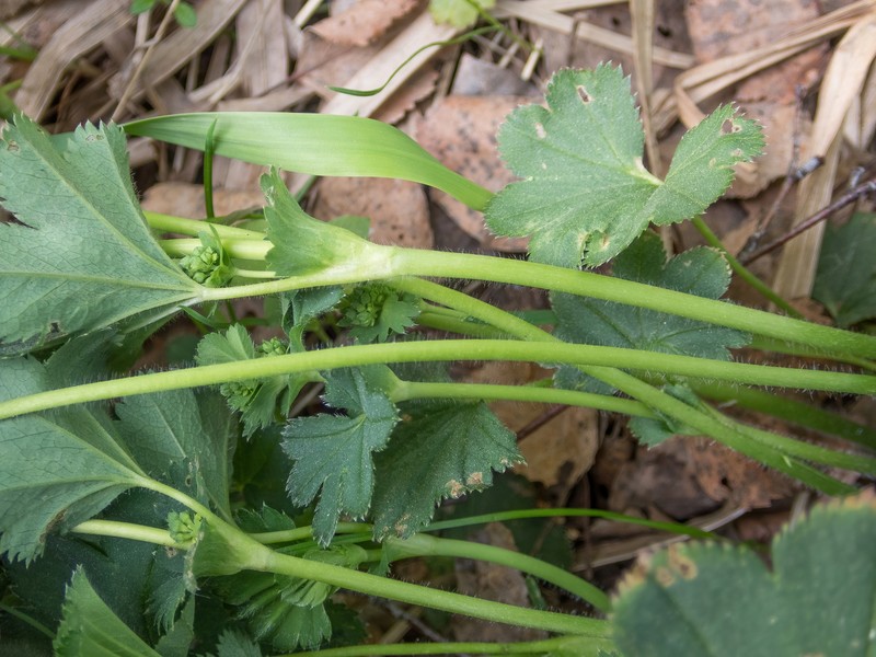 Alchemilla macroclada photo 2