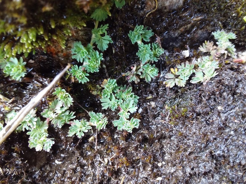 Alchemilla mandoniana
