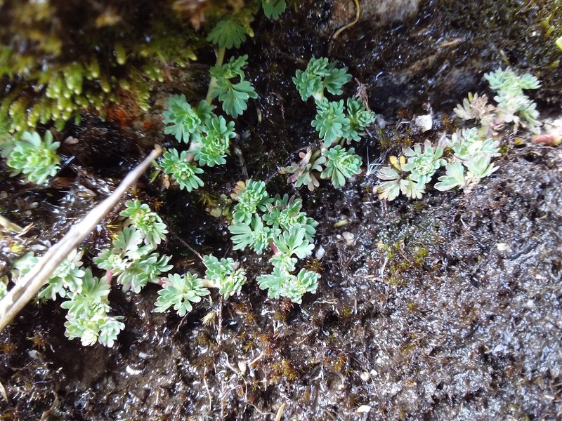 Alchemilla mandoniana photo 2