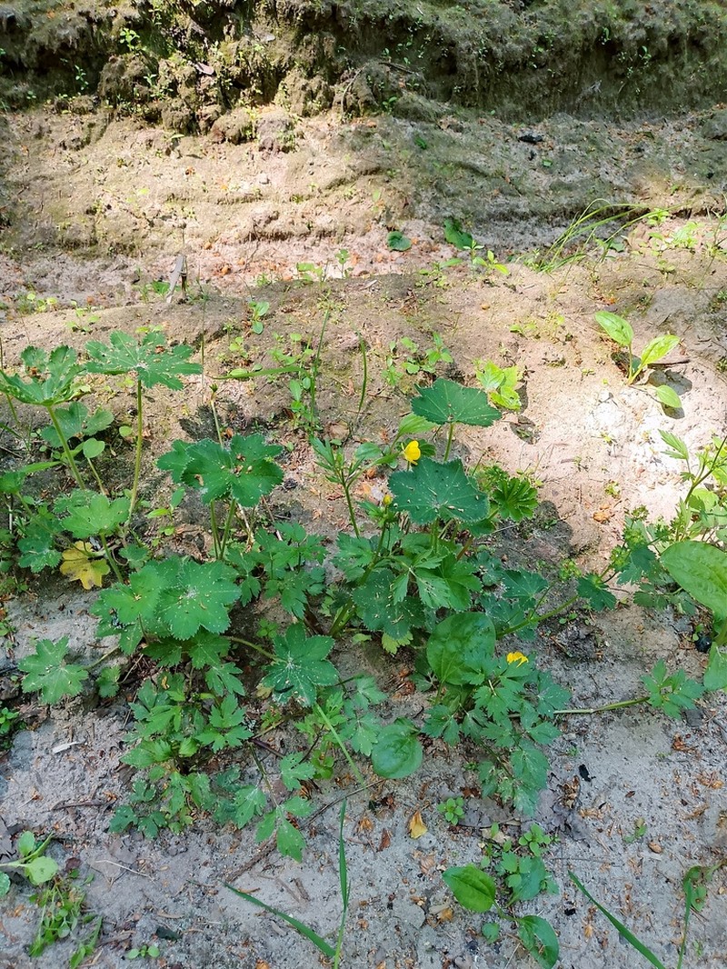 Alchemilla maradykovensis