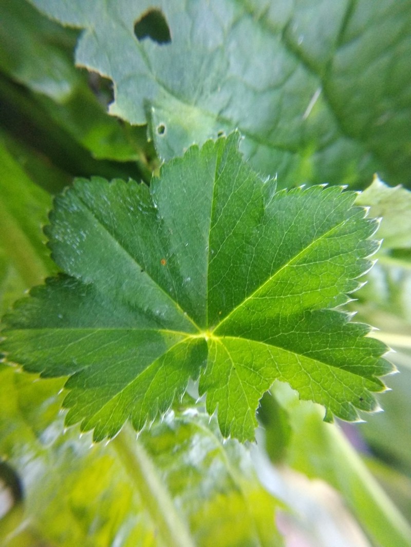 Alchemilla maradykovensis photo 2