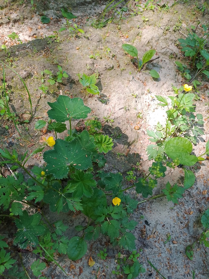 Alchemilla maradykovensis photo 4