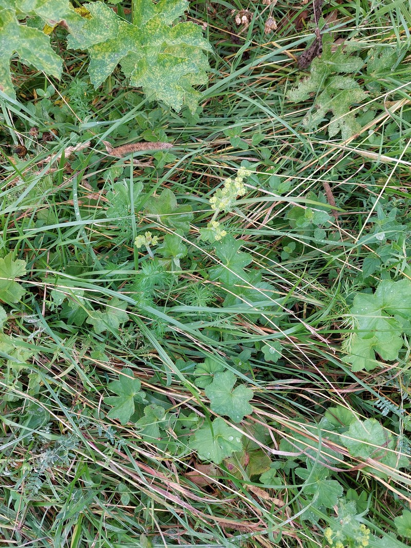 Alchemilla maradykovensis photo 5