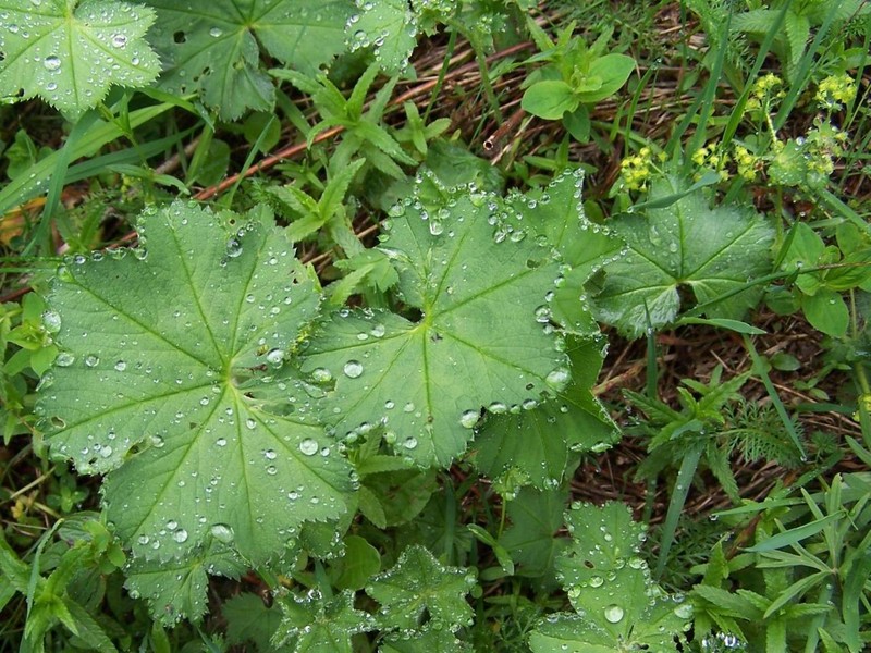 Alchemilla micans