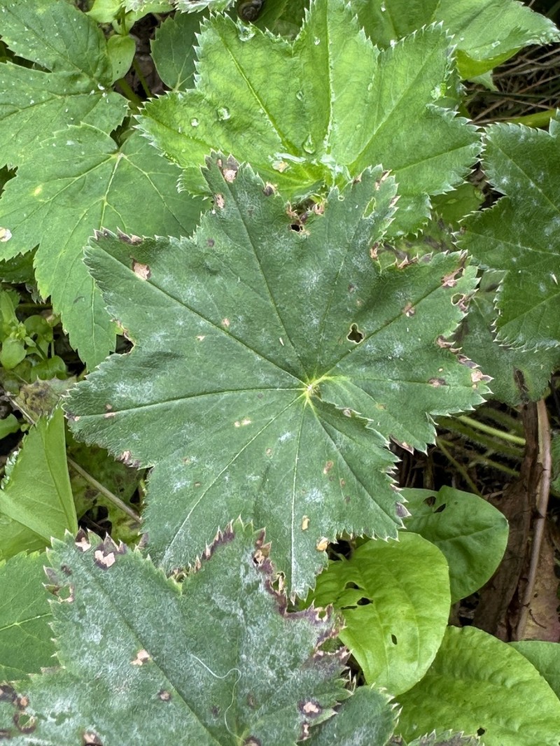 Alchemilla micans photo 2