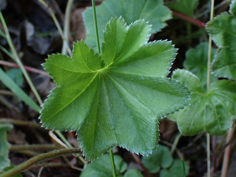 Alchemilla micans photo 3