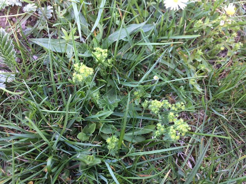 Alchemilla micans photo 4
