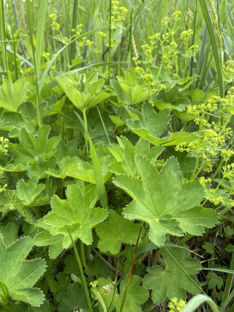 Alchemilla micans photo 5