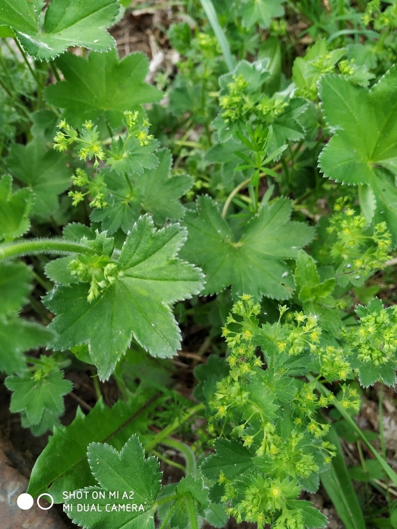 Alchemilla micans photo 6