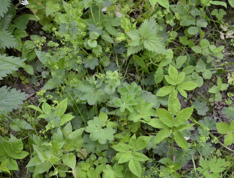 Alchemilla micans photo 7
