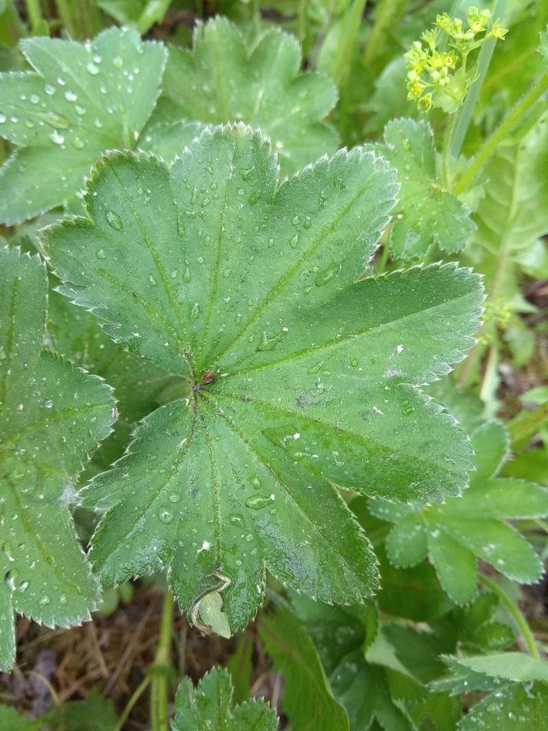 Alchemilla micans photo 8
