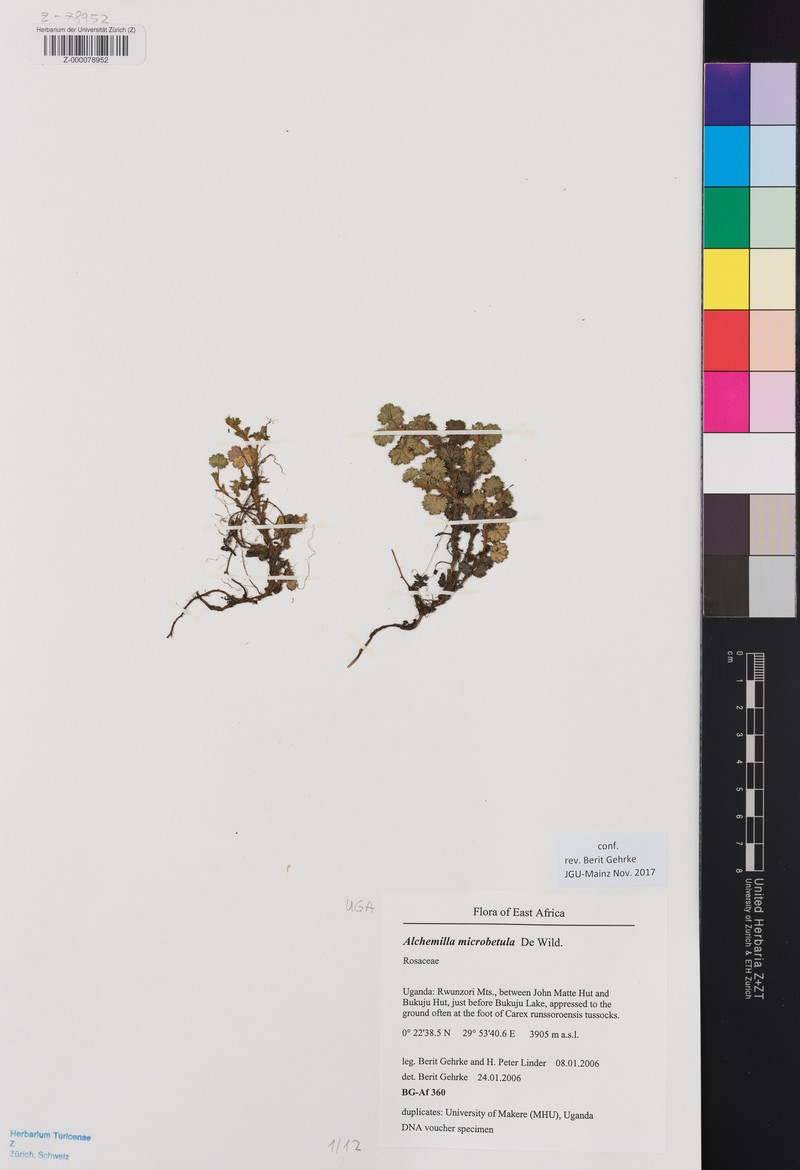 Alchemilla microbetula