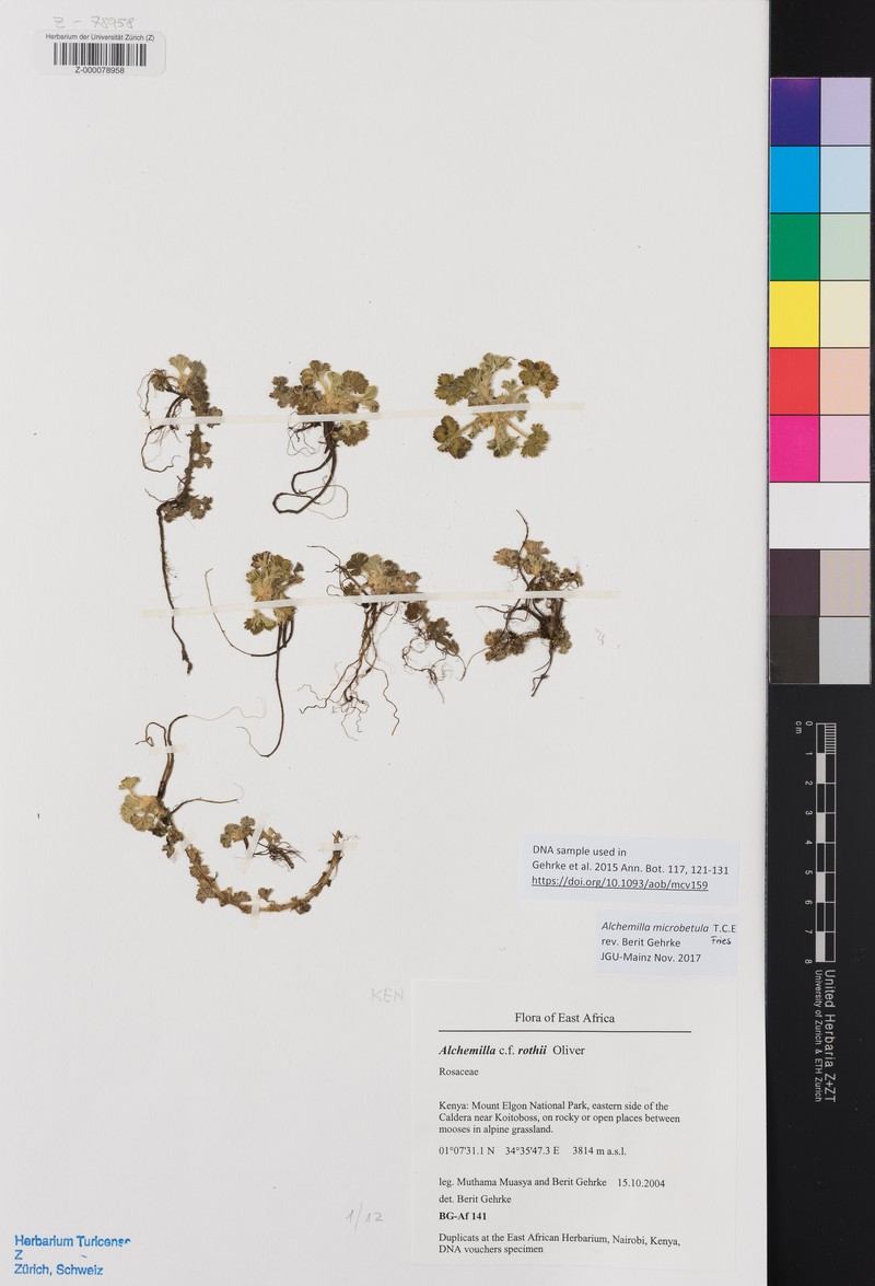 Alchemilla microbetula photo 2