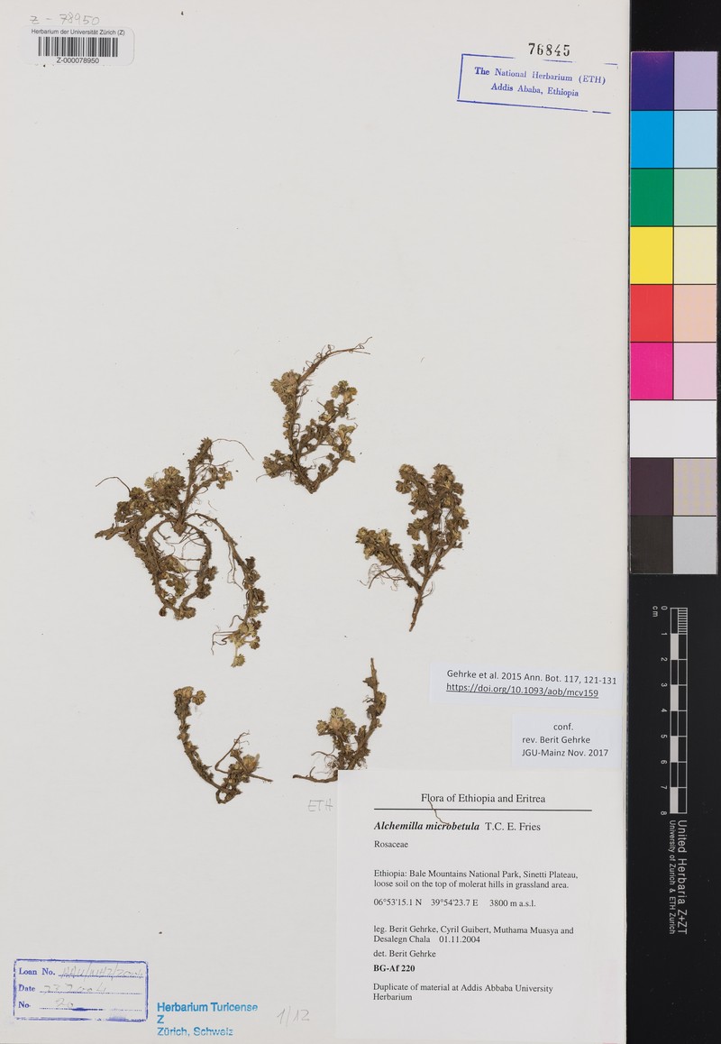 Alchemilla microbetula photo 3