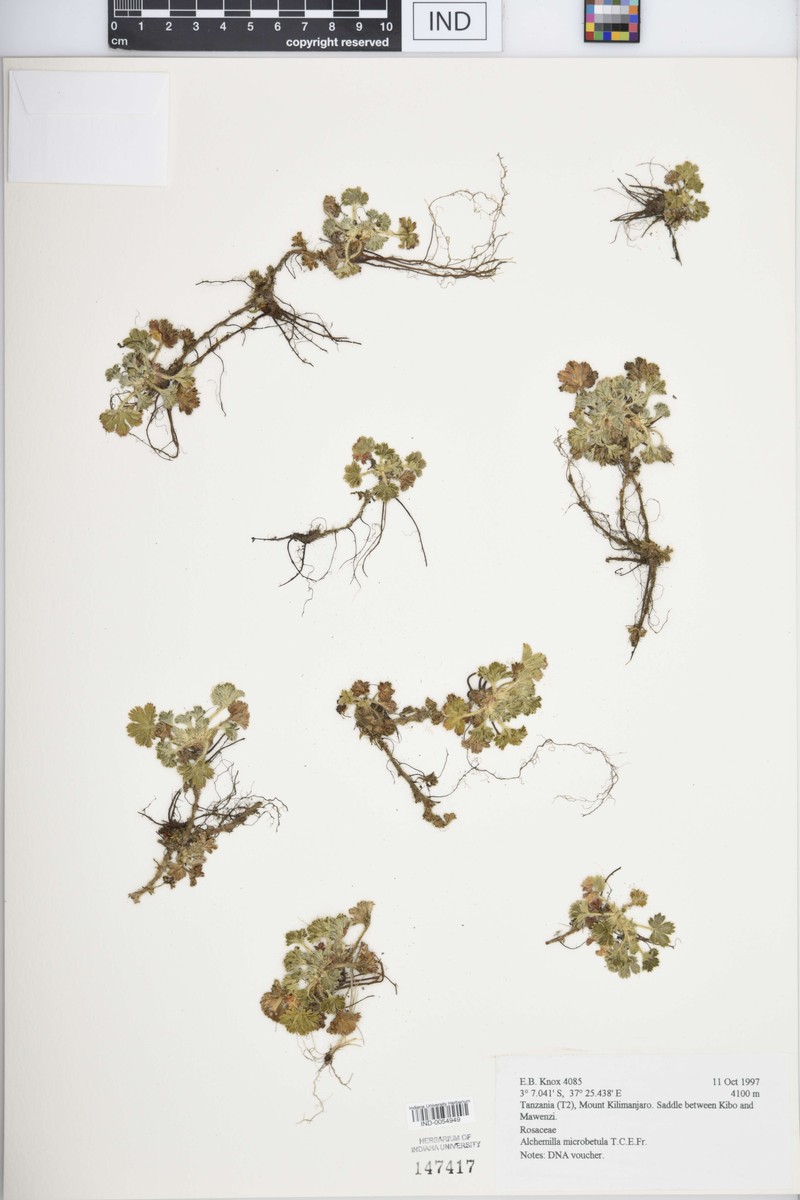 Alchemilla microbetula photo 4