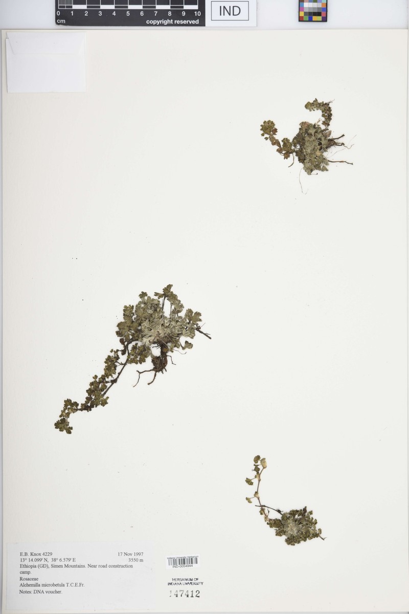 Alchemilla microbetula photo 6