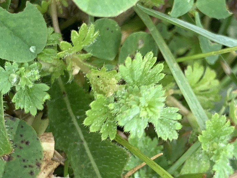 Slender Parsley Piert