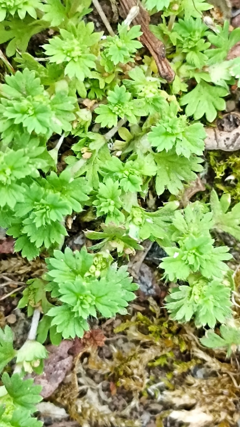Slender Parsley Piert photo 2
