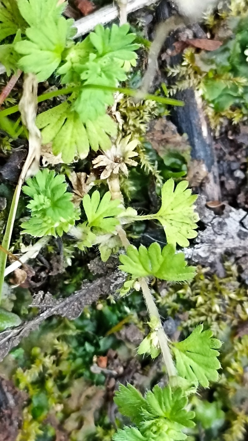 Slender Parsley Piert photo 3