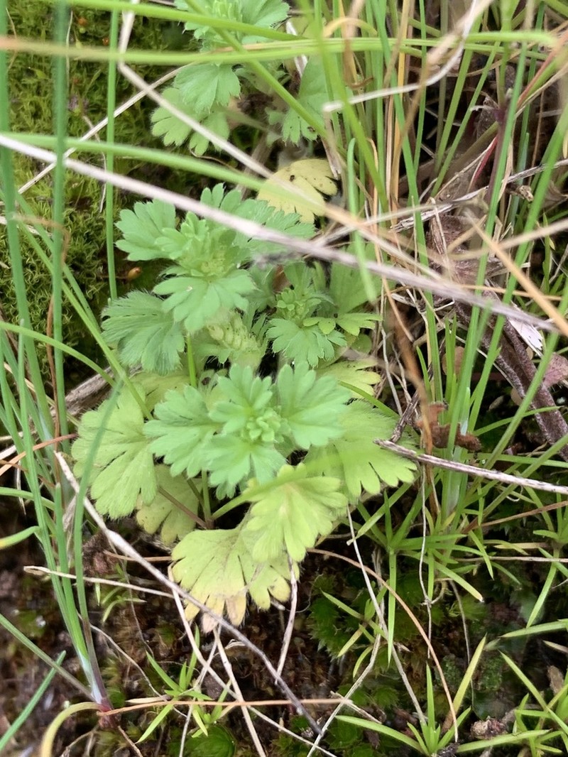 Slender Parsley Piert photo 4