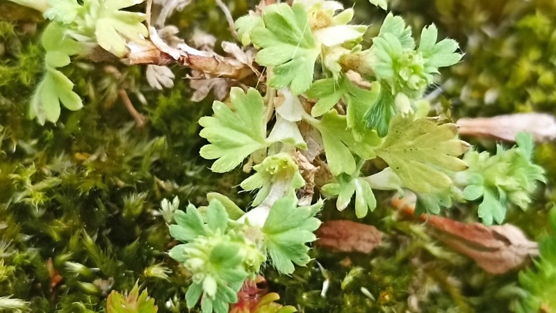 Slender Parsley Piert photo 5