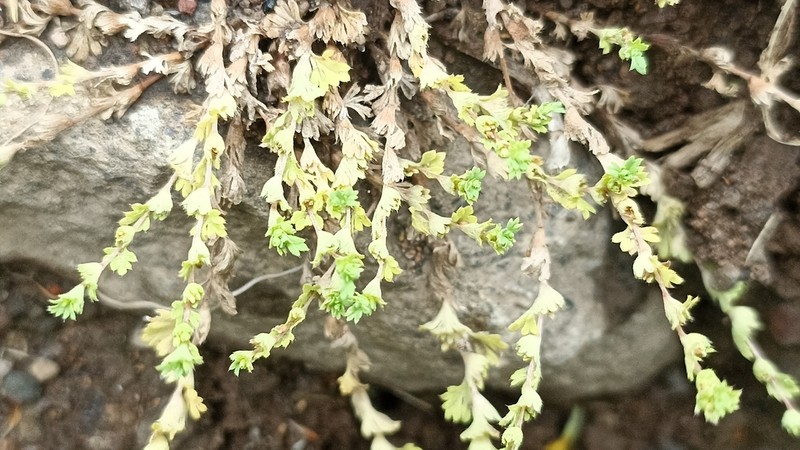 Slender Parsley Piert photo 6