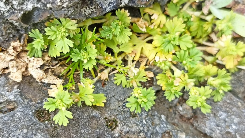 Slender Parsley Piert photo 7