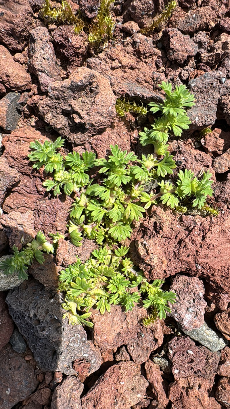 Slender Parsley Piert photo 8