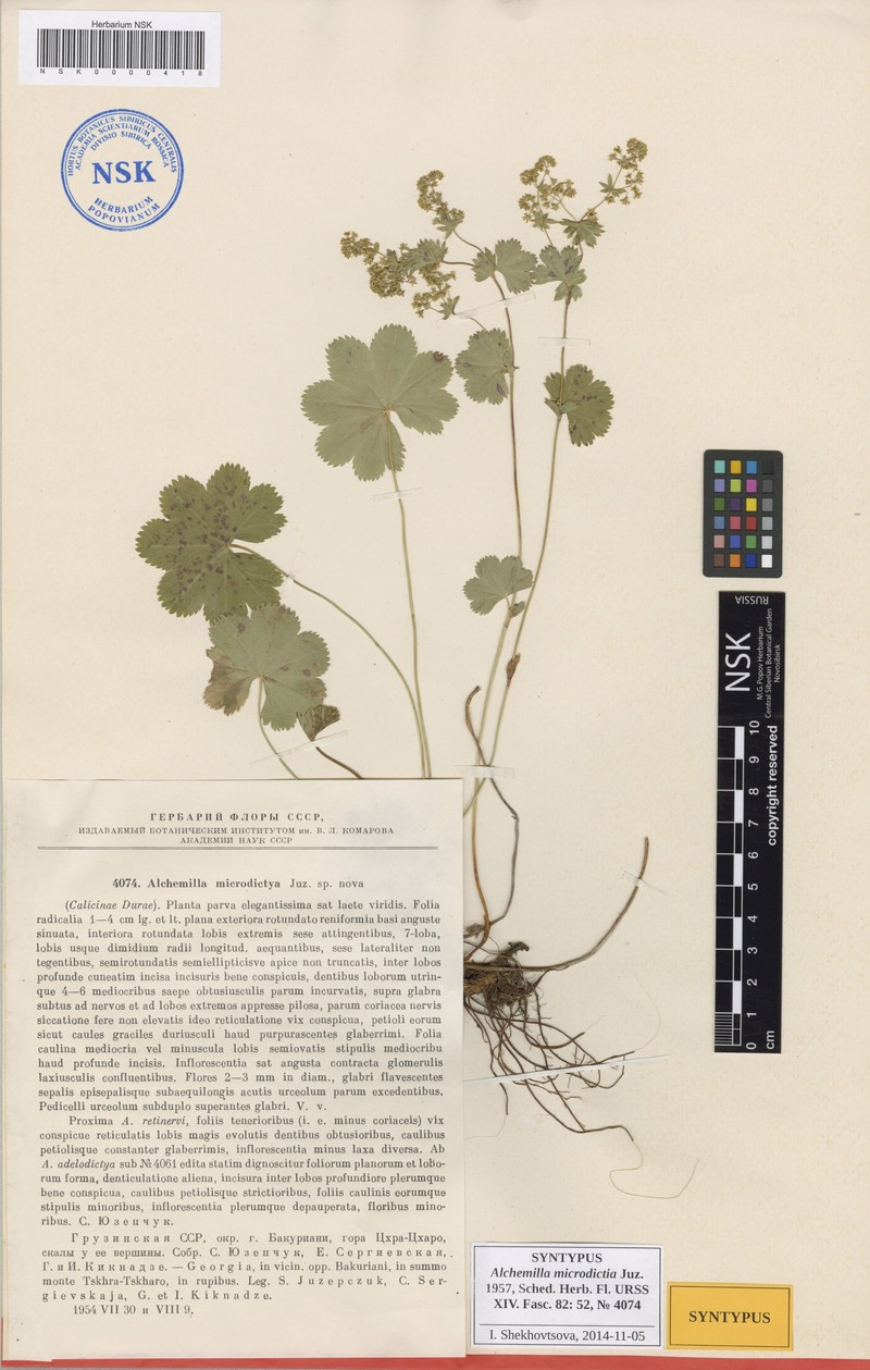 Alchemilla microdictya