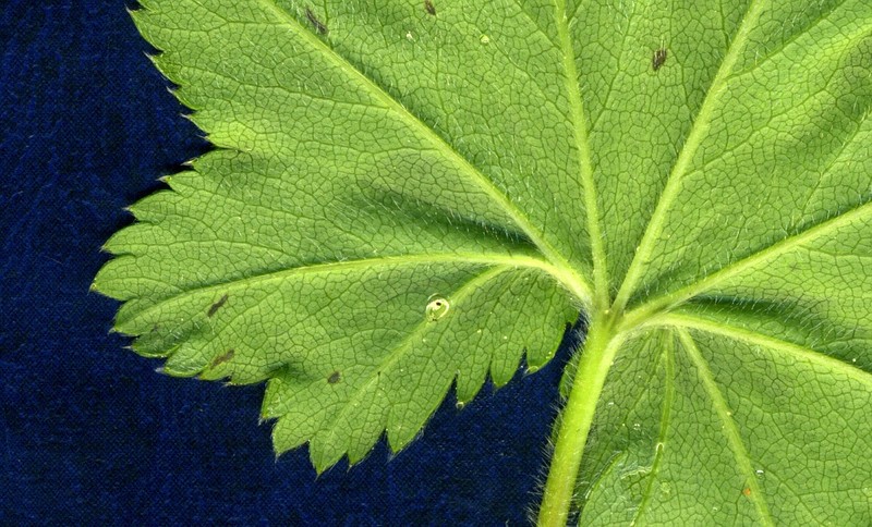 Alchemilla minima