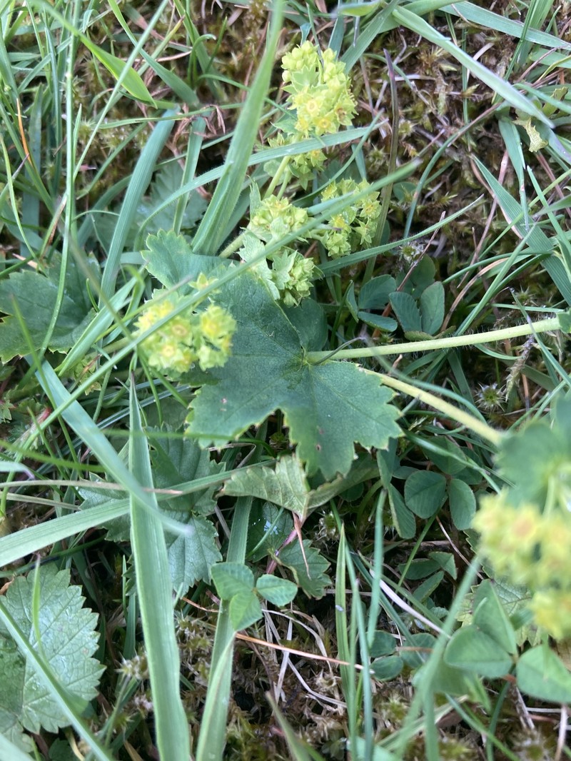 Alchemilla minima photo 2