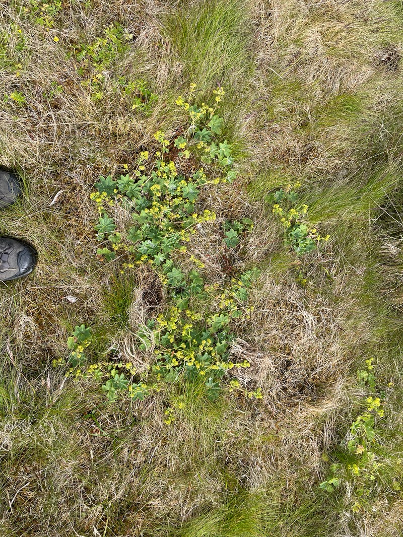 Alchemilla minima photo 3