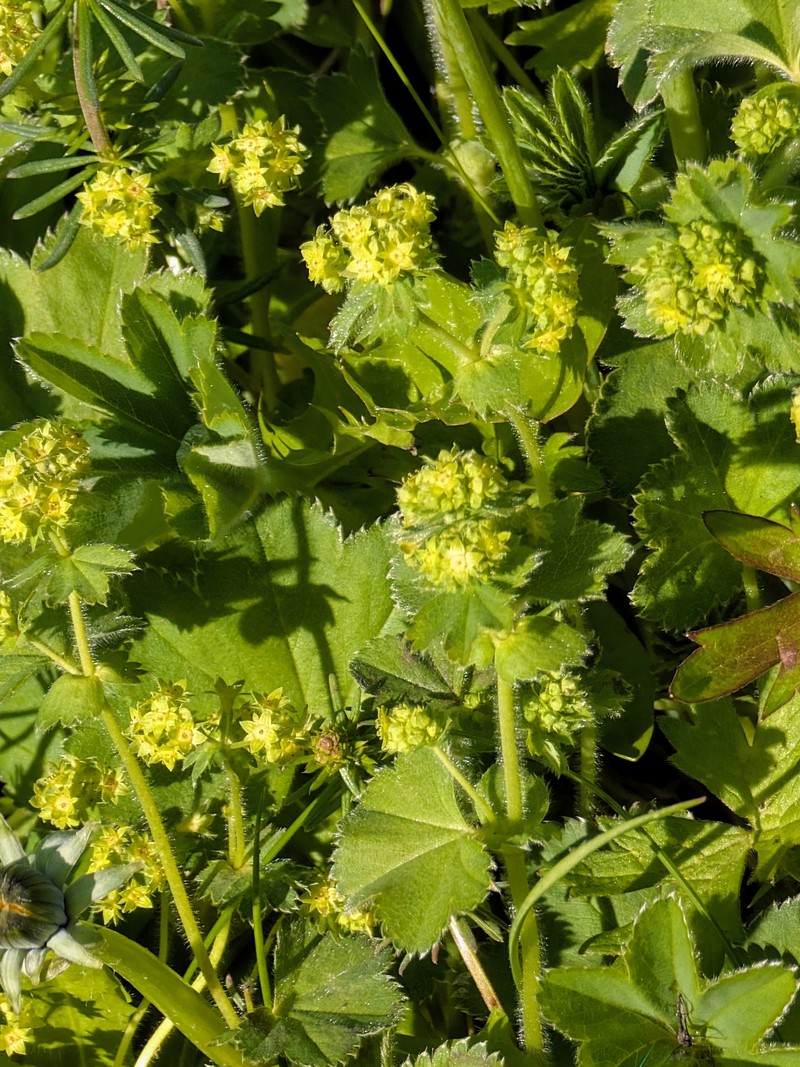 Alchemilla minima photo 4