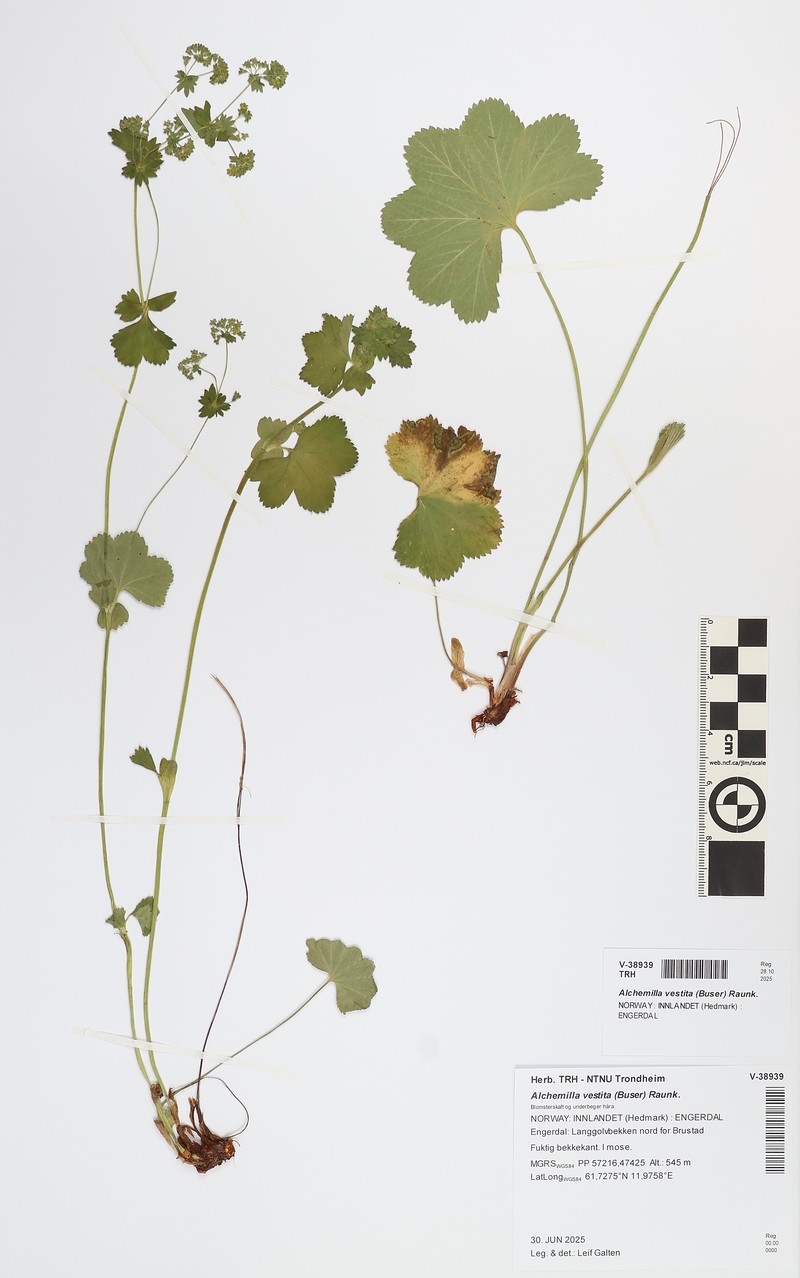 Alchemilla minima photo 5